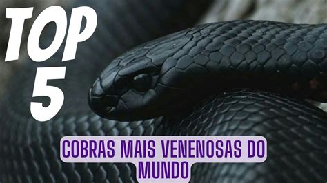 As 5 Cobras Mais Venenosas do Mundo Conheça essas Serpentes Mortais