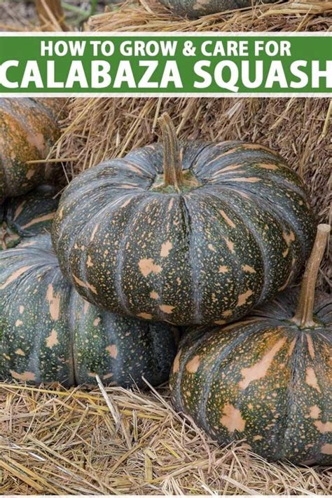 Guía completa Cómo cultivar calabazas en macetas o contenedores