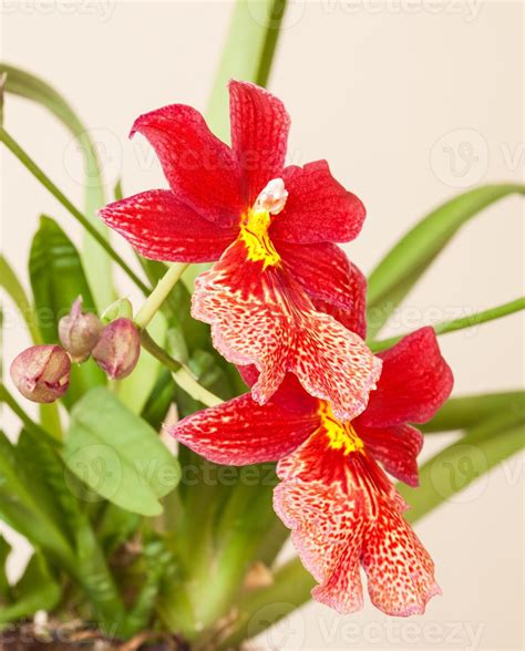 Red orchid flower 2852909 Stock Photo at Vecteezy