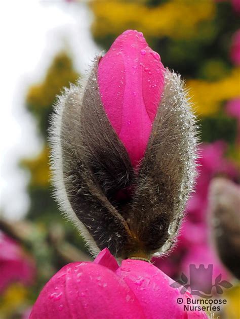 Magnolia From Burncoose Nurseries Page 5