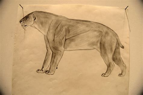 Smilodon Populator By Smerjeevski On Deviantart