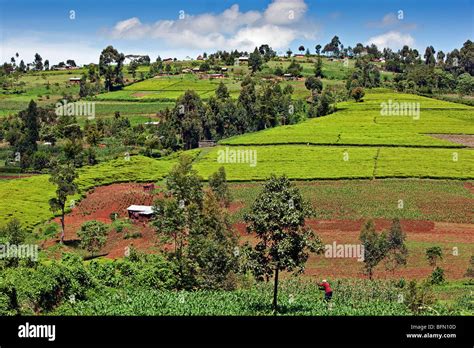 Kenya, Kapsabet District. A rich farming region of Kapsabet District ...