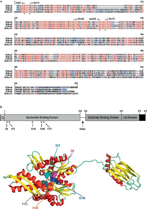 Sequence Comparison And Location Of Amino Acid Substitutions A Amino