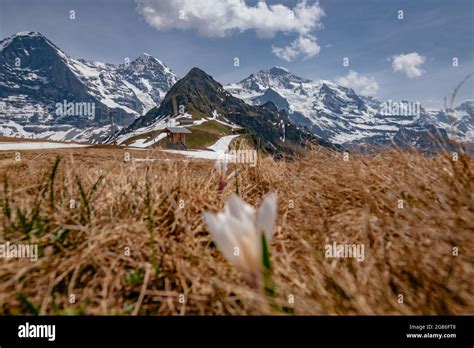 Panoramic Alpine View Of Eiger M Nch And Jungfrau Fwith Spring Flowers