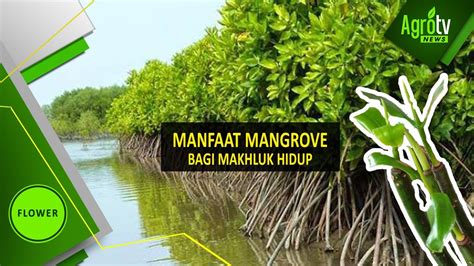 Manfaat Mangrove Bagi Mahluk Hidup YouTube