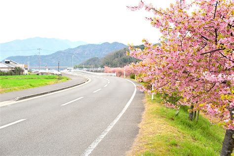 一足早く春を感じに、東かがわ市湊川の河津桜ロードの河津桜を見てきました。 不眠症ナースマンのほのぼのブログ