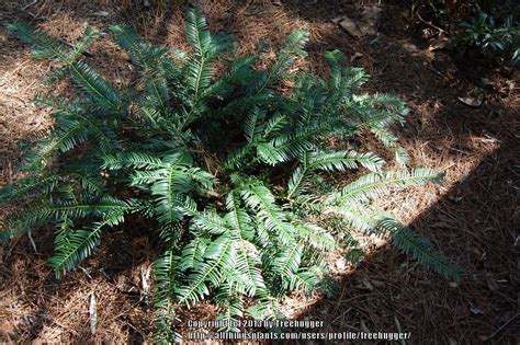 Japanese Plum Yew Cephalotaxus Harringtonii Duke Gardens