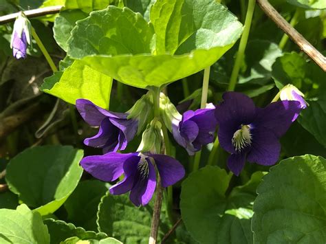 Wisconsin Wildflower Wood Violet Viola Papilionacea The Wisconsin