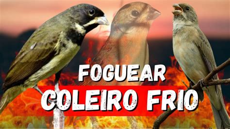 Esquentar Coleiro Piado De F Mea De Coleiro E Coleiro Tui Tui