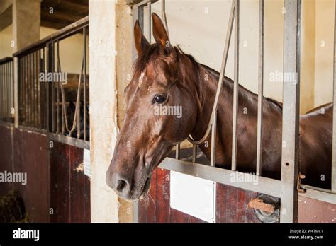 Portrait Of Race Horse Looking Out Of Their Boxes In The Ranch Stable