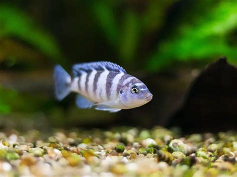 dwarf cichlid care guide species profile fishkeeping world