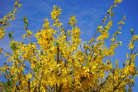 Free Images Landscape Tree Nature Branch Field Meadow Prairie