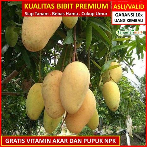 Jual Bibit Mangga Chokanan Asli Bergaransi Pohon Mangga Cokanan Valid