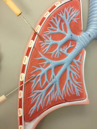 Chapter 11 Airway Management Flashcards Quizlet