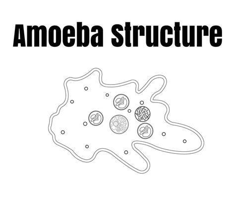 Vector Illustration Of Amoeba Anatomy Educational Structure 30758015