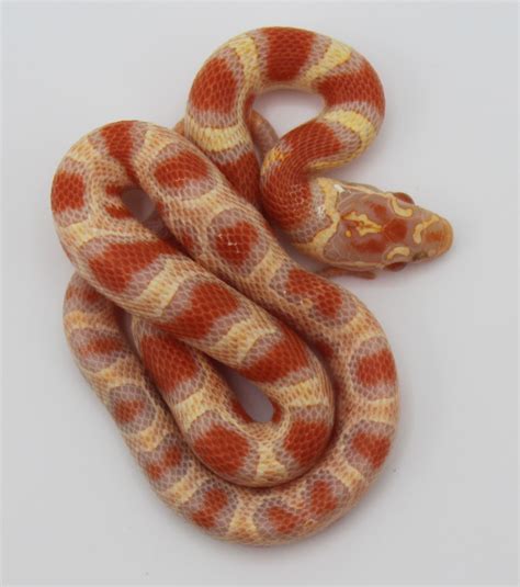 Hybrid Corn Snake Traits Morphpedia