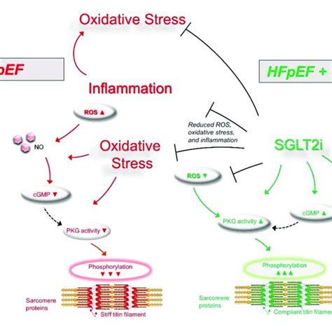 Pathophysiology Involved In Hfpef Leading To Diastolic Dysfunction