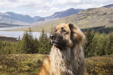 15 Mountain Dog Breeds That Love The Outdoors Readers Digest