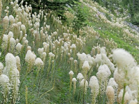 Bear Grass