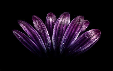 Dark Purple Flower 4K Wallpapers | HD Wallpapers | ID #24332