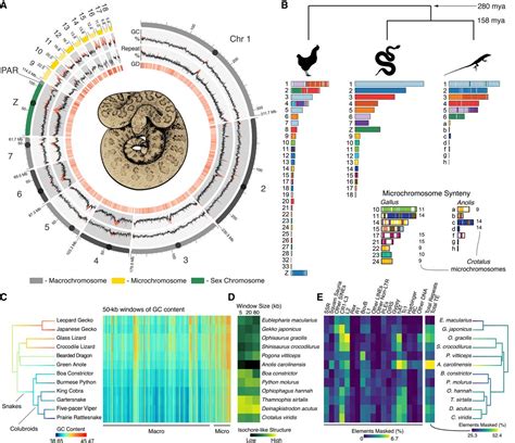 The Origins And Evolution Of Chromosomes Dosage Compensation And