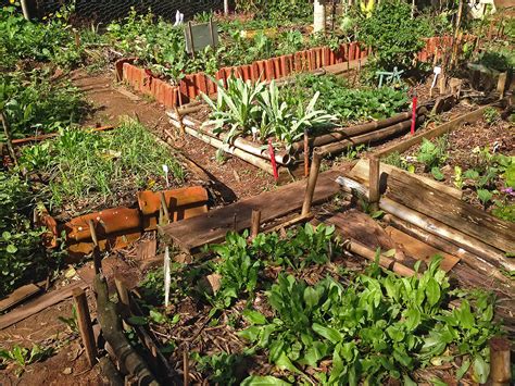 Horta das Corujas Horta Comunitária na Vila Beatriz SP