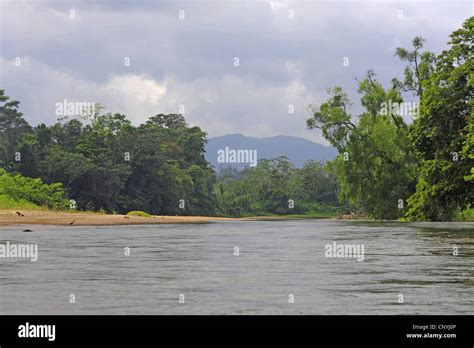 River In A Tropical Rainwood Honduras La Mosquitia Las Marias Stock