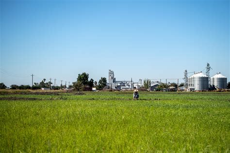 How Californias Koda Farms Created The Perfect Sushi Rice Los