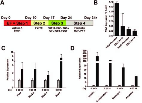 Extended Differentiation Of Pancreatic Progenitors Leads To More