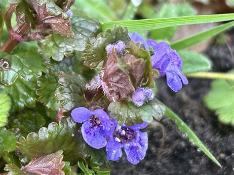 Gundermann Glechoma Hederacea Gundermann Glechoma H Flickr