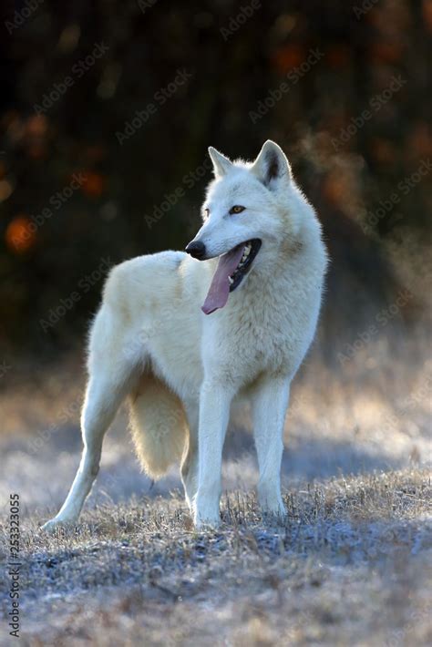 The Hudson Bay wolf (Canis lupus hudsonicus) subspecies of the wolf ...