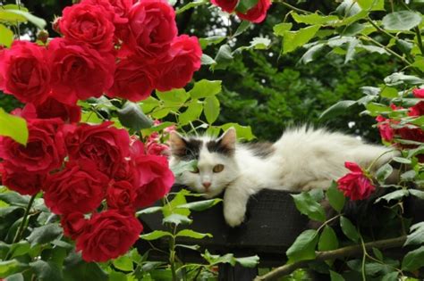 5 Plants To Add To Your Cat Friendly Garden Catster