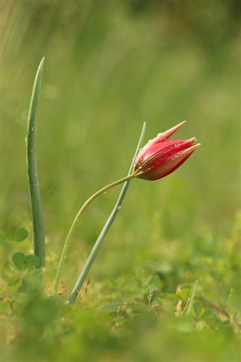Урумово лале/Tulipa urumoffii | Author Mladen Vasilev - mladvas | PHOTO ...