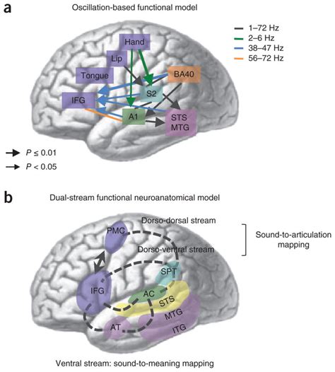 Cortical Oscillations And Speech Processing Emerging Computational