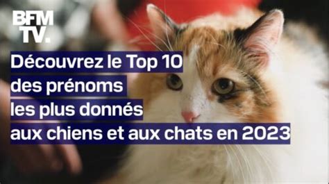 Quels sont les dix prénoms les plus donnés aux chiens et aux chats en