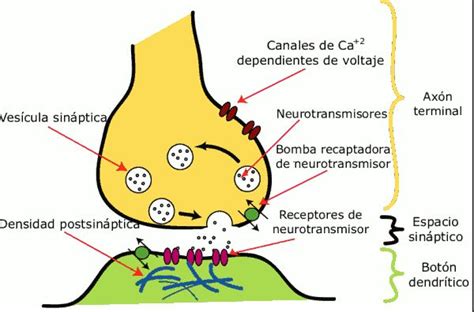 NEUROTRANSMISORES Dolopedia