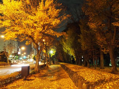 Wallpaper Sunlight Trees Landscape Leaves Street Light Night