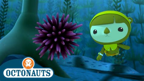 Octonauts The Urchin Invasion Cartoons For Kids Underwater Sea