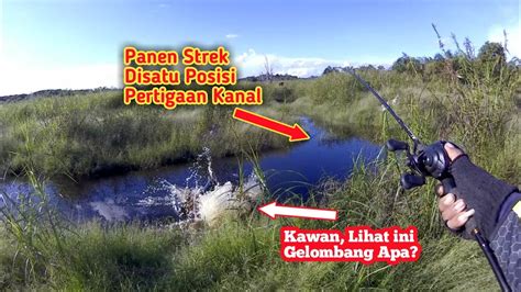 Casting Ikan Gabus Tepat Di Markasnya Panen Strek Awalnya Diremehkan