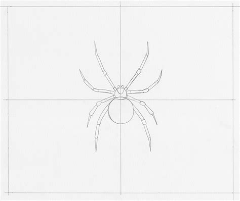 Pencil Drawings Of Spiders