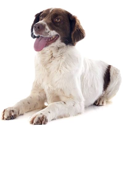 French Spaniel Dog Breed | UKPets