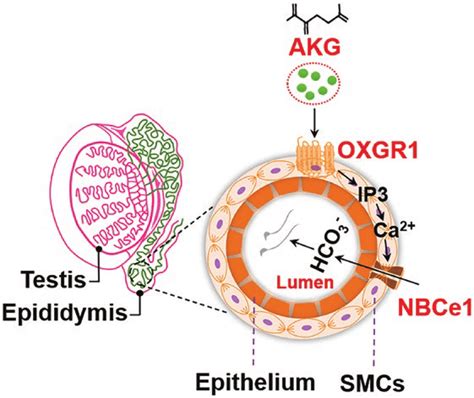 Schematic diagram of OXGR1-mediated AKG regulating the epididymal fluid... | Download Scientific ...
