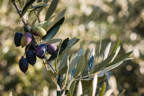 Ripe Kalamata Olives On Olive Tree Branch Stock Image Image Of Sunlit