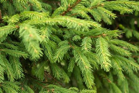 How Do You Stop A Spruce Tree From Growing Taller