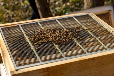 How To Use A Queen Excluder Safe And Practical Ways