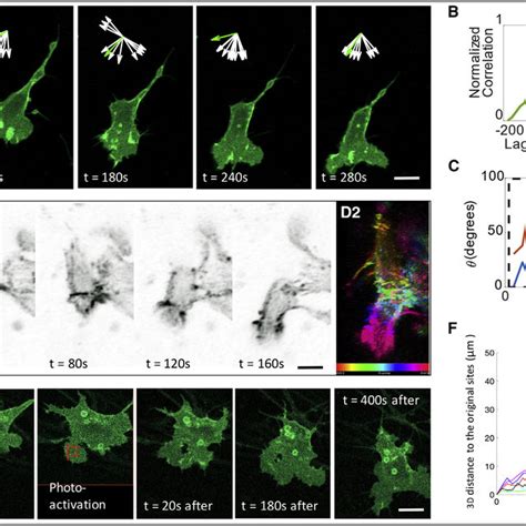 Live Imaging On Migrating Neural Crest Cells Within Chick Embryonic