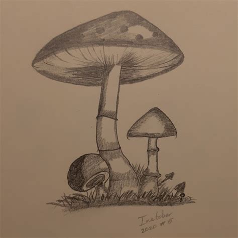 Paddenstoelen Schets Paddenstoel Tekening Tekenen Kunst Idee N Tekenen