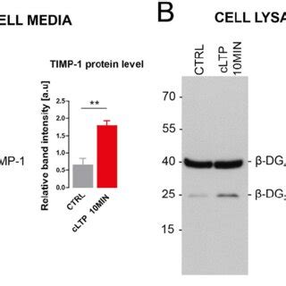 Cltp Elevates Timp Protein Expression A Representative Western Blot