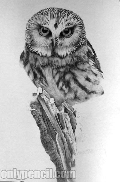 Northern Saw Whet Owl Tattoo