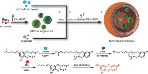 Assembly Of An Enzymatic Polymersome In Polymersome Nanoreactor Top Download Scientific